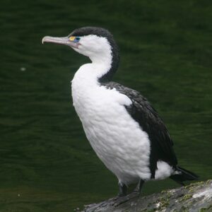 Australian Pied Cormorant