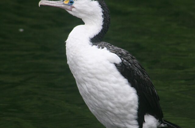 Australian Pied Cormorant