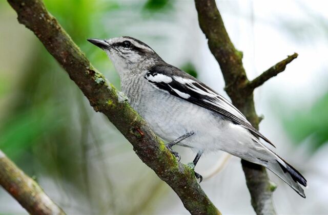 Pied Triller