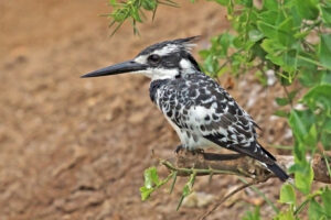 Pied Kingfisher