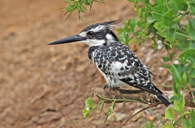 Pied Kingfisher