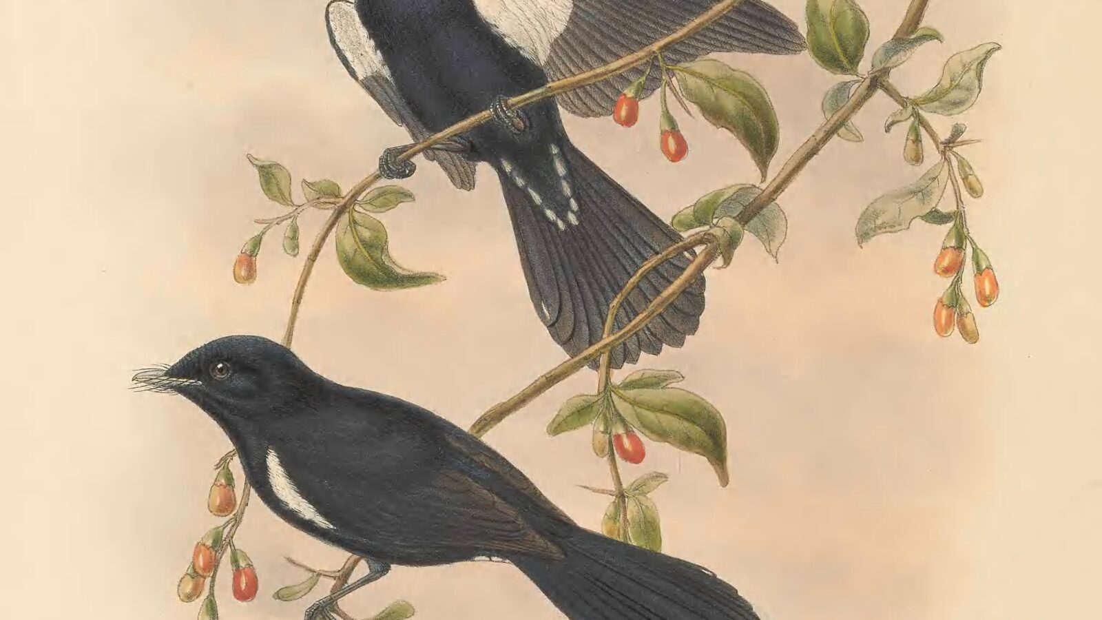 Black Monarch