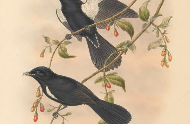 Black Monarch