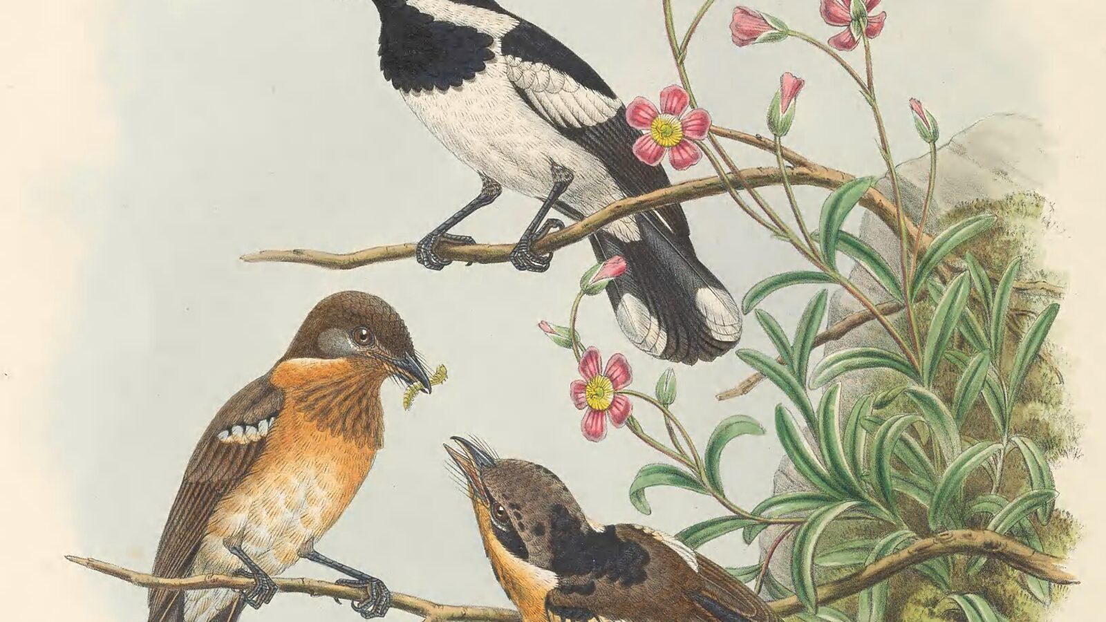 Solomons Monarch