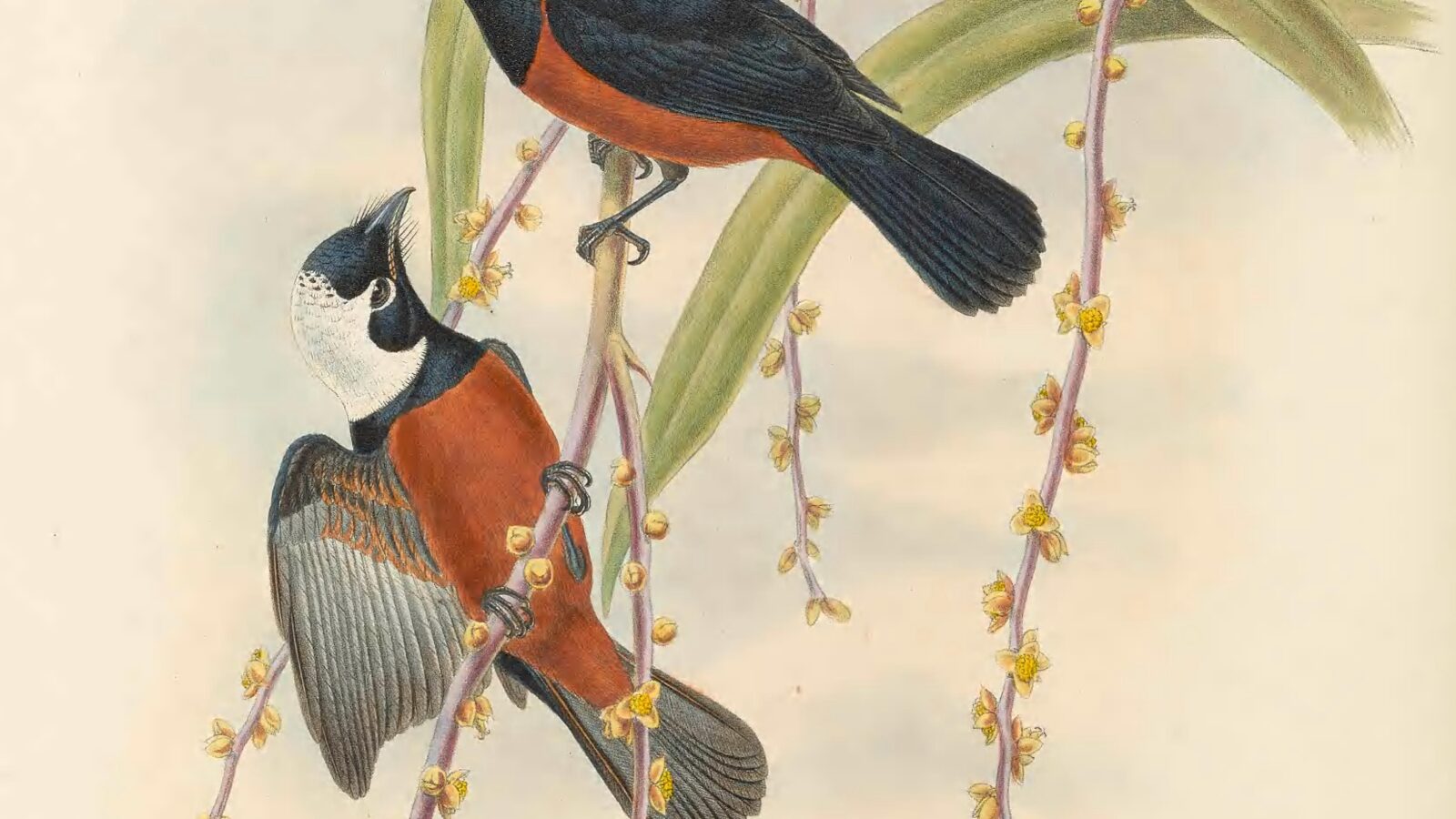 White-capped Monarch