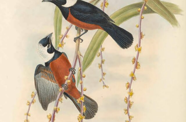 White-capped Monarch