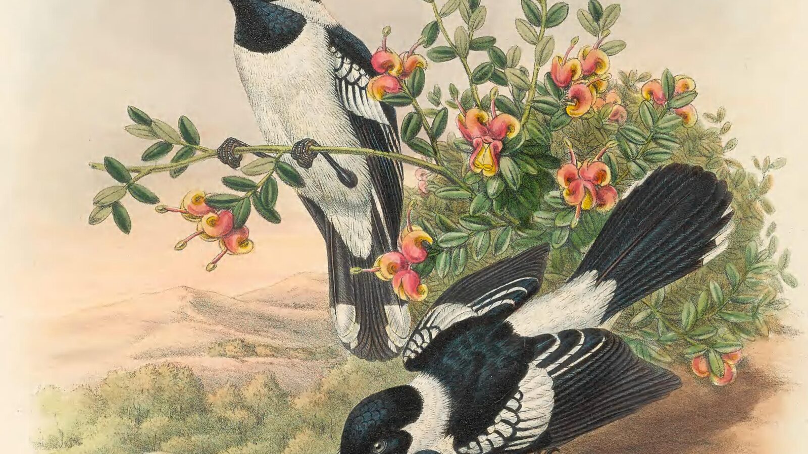 White-collared Monarch