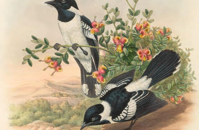 White-collared Monarch