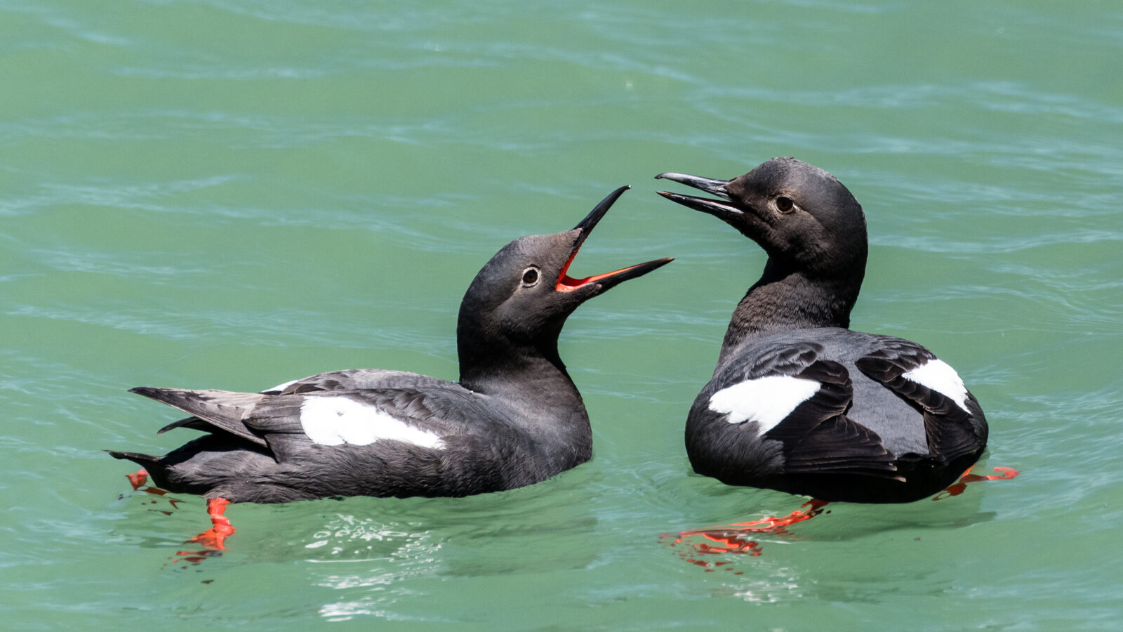 Pigeon Guillemot