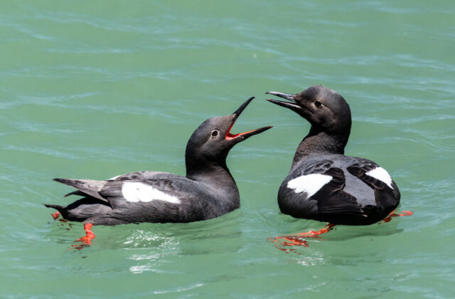Pigeon Guillemot