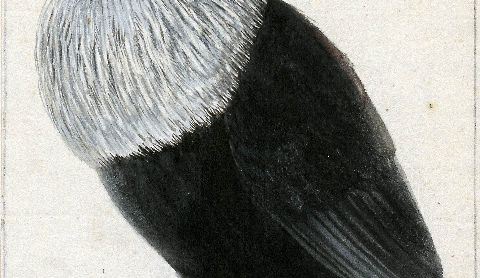 Mauritius Blue Pigeon