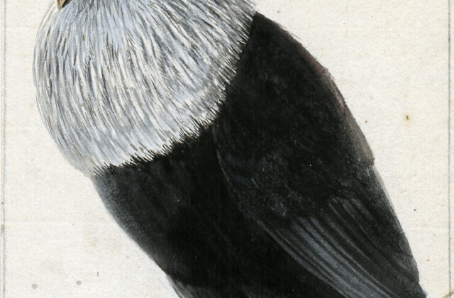 Mauritius Blue Pigeon