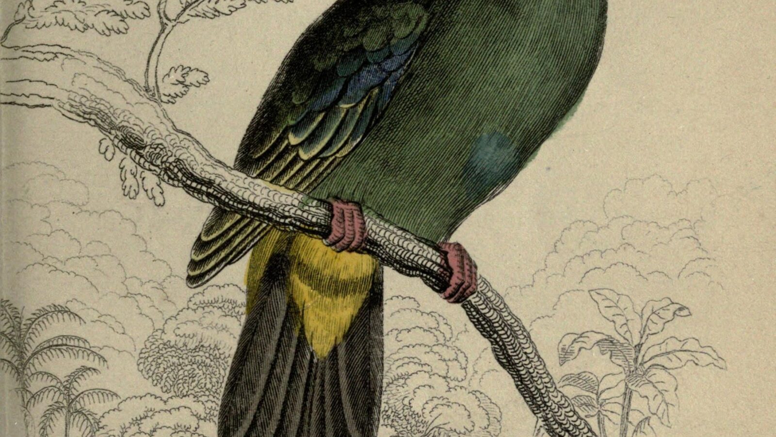 Blue-capped Fruit Dove