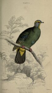 Blue-capped Fruit Dove