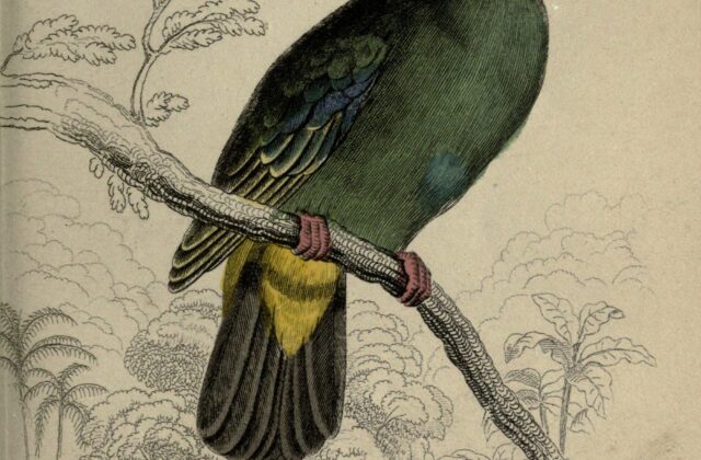 Blue-capped Fruit Dove