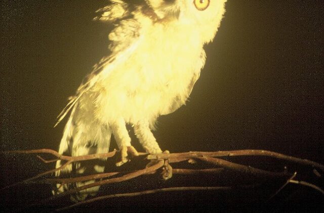 Desert Owl