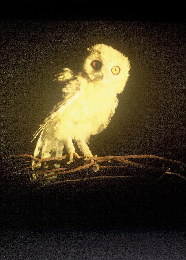 Desert Owl