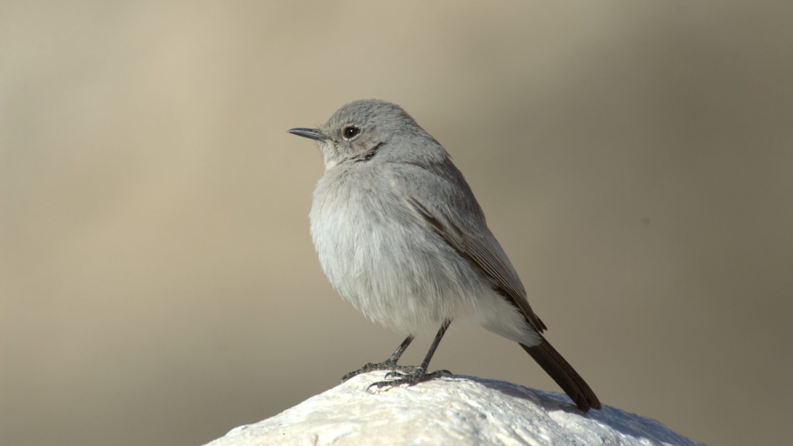 Blackstart