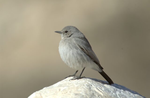 Blackstart