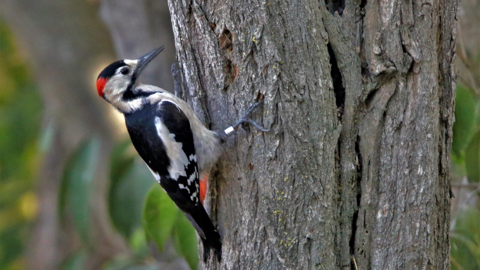 Syrian Woodpecker