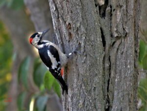 Syrian Woodpecker