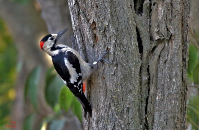 Syrian Woodpecker