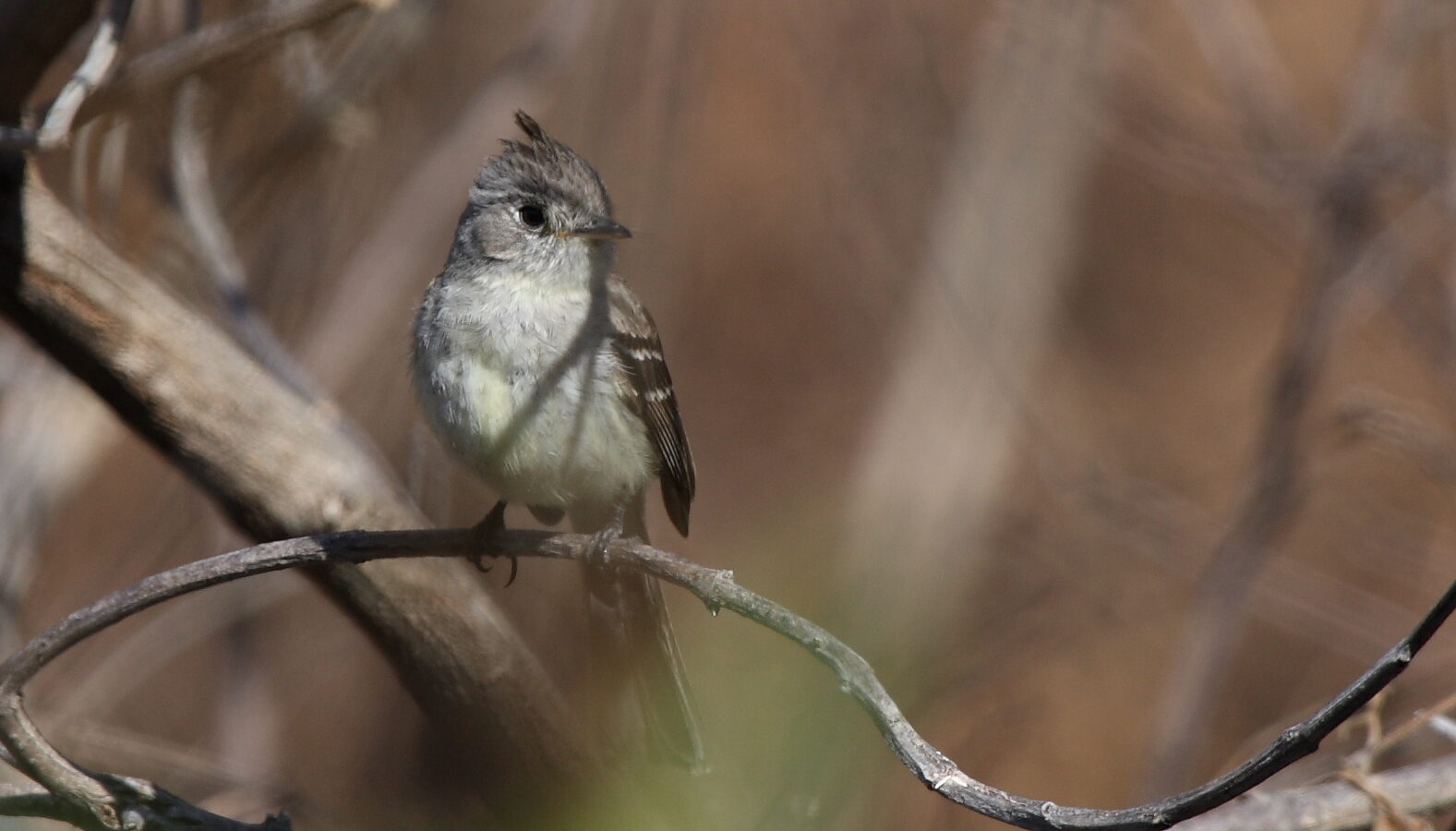 Pileated Flycatcher