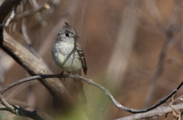 Pileated Flycatcher