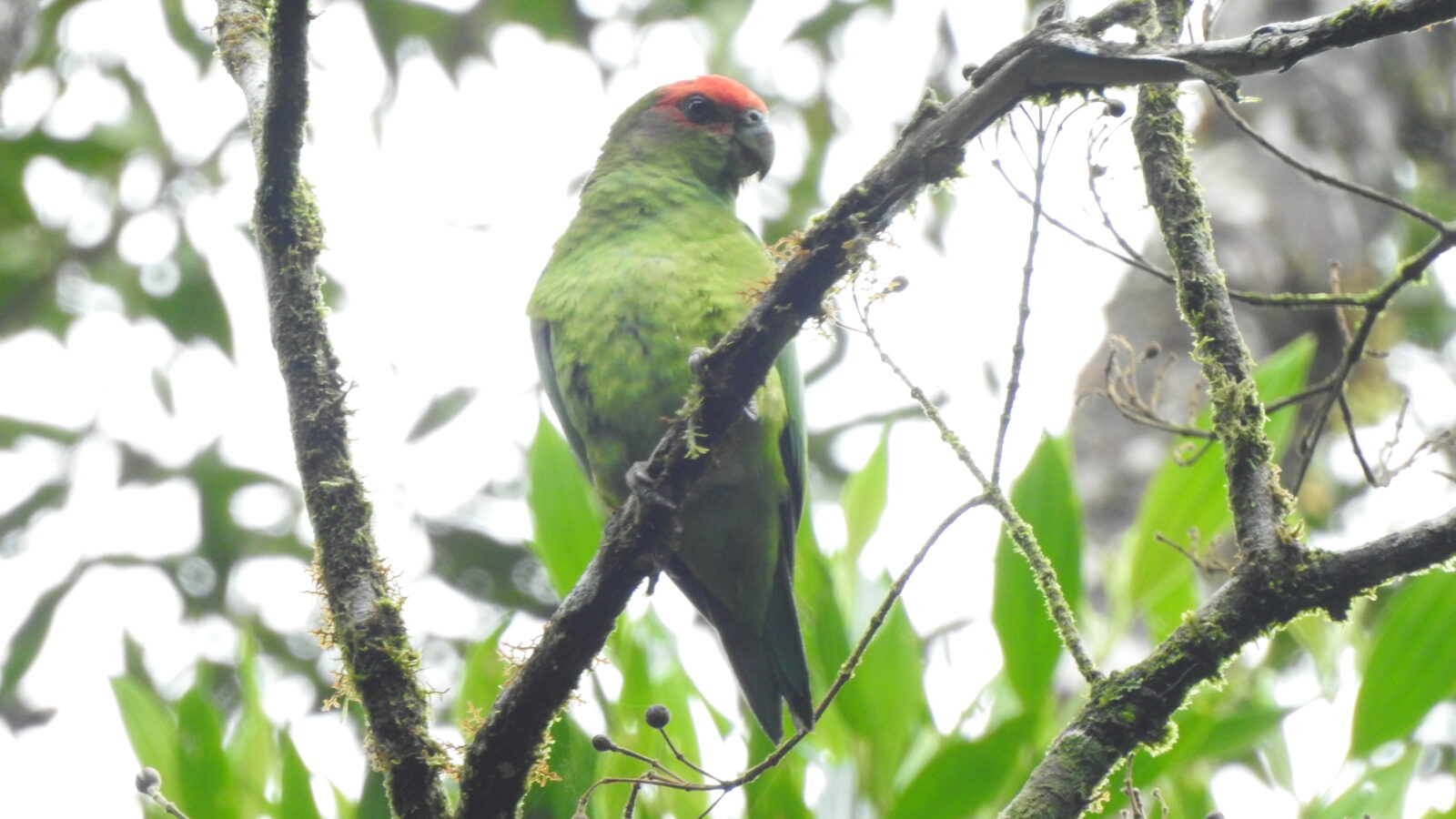 Pileated Parrot