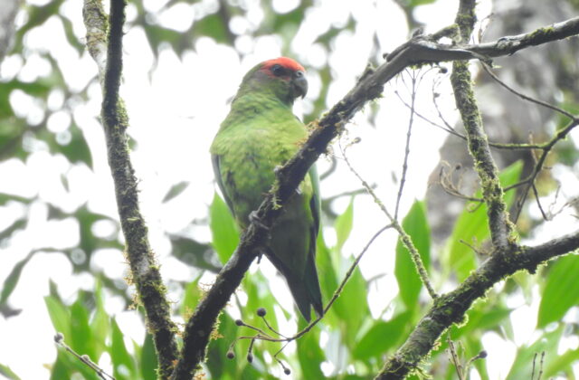 Pileated Parrot