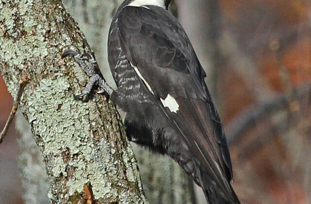 Pileated Woodpecker