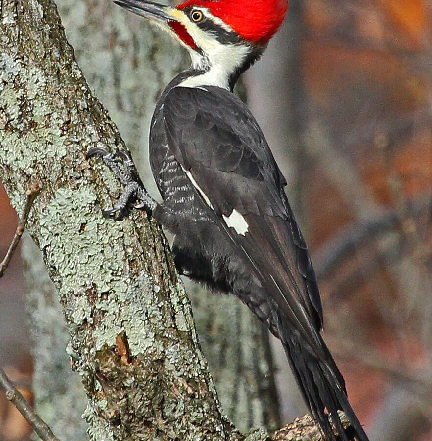 Pileated Woodpecker