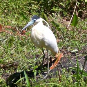 Capped Heron