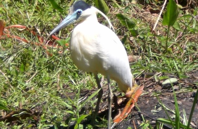 Capped Heron
