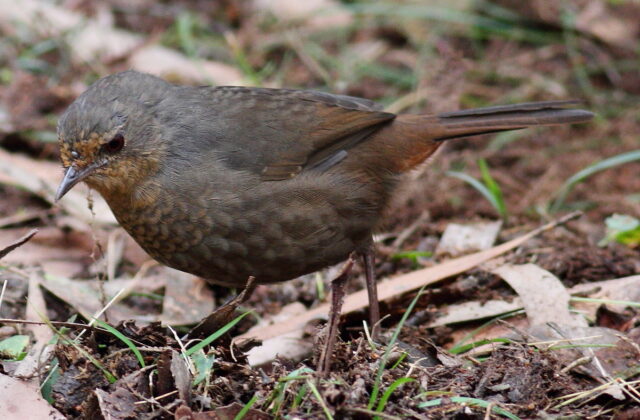 Pilotbird