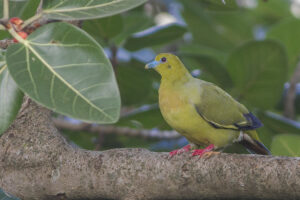 Pin-tailed Green Pigeon