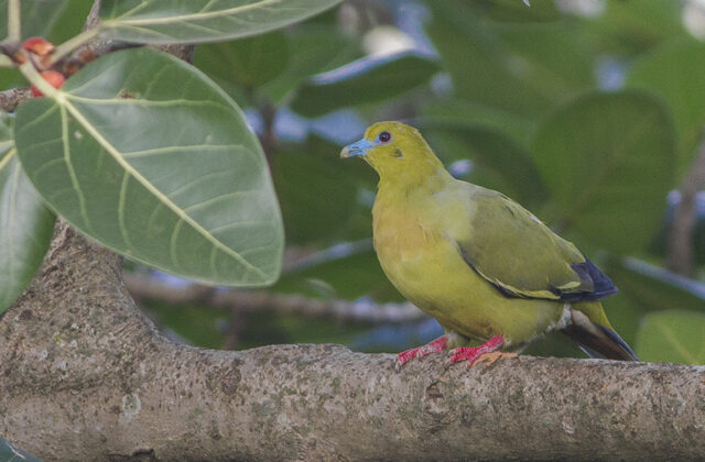 Pin-tailed Green Pigeon