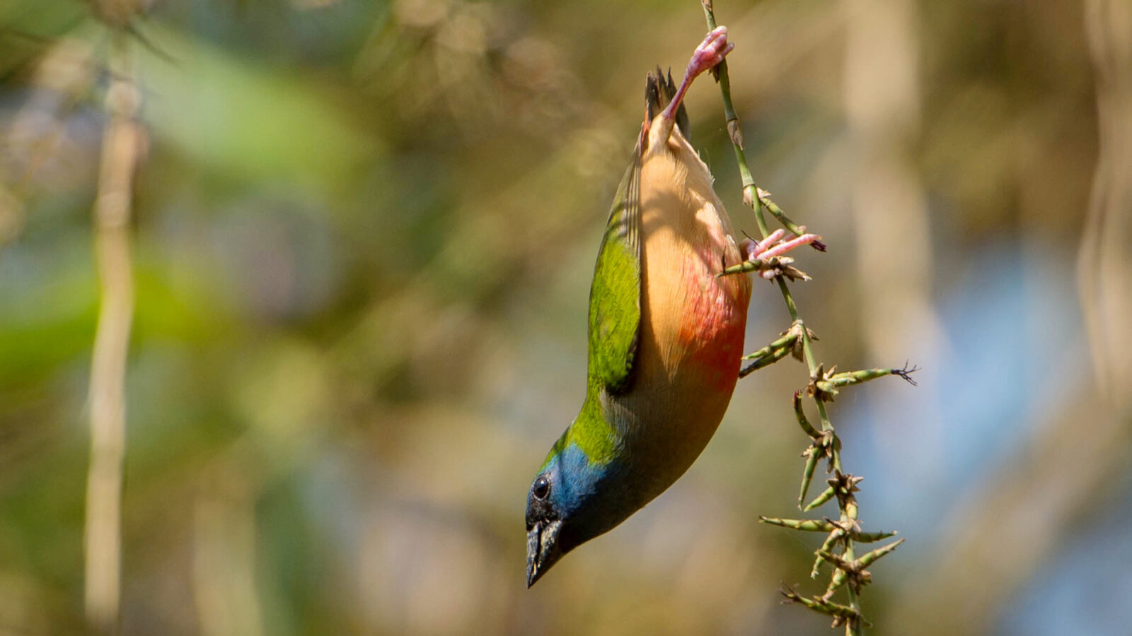 Pin-tailed Parrotfinch