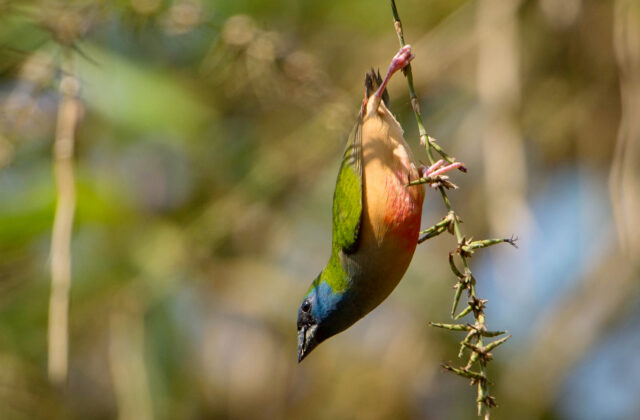 Pin-tailed Parrotfinch