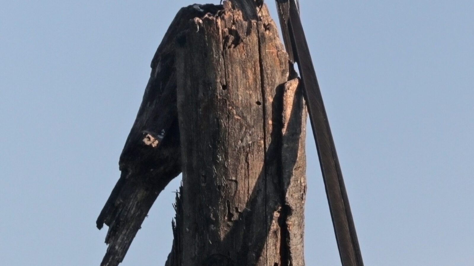 Pin-tailed Whydah
