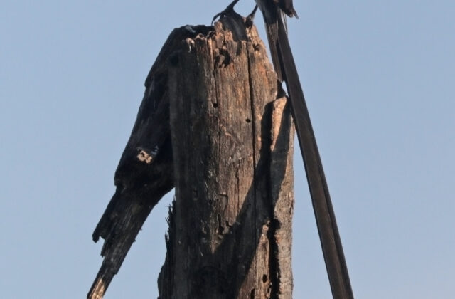 Pin-tailed Whydah