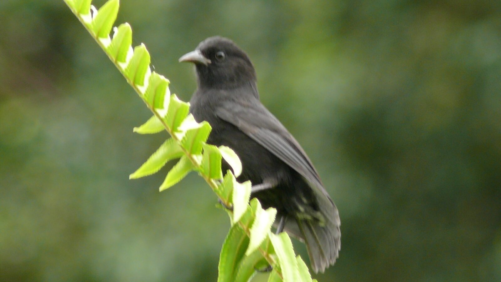 Cocos Finch