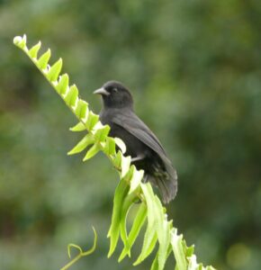Cocos Finch