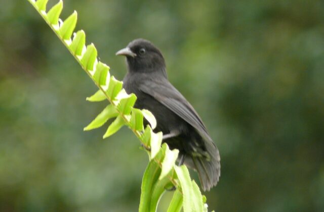 Cocos Finch