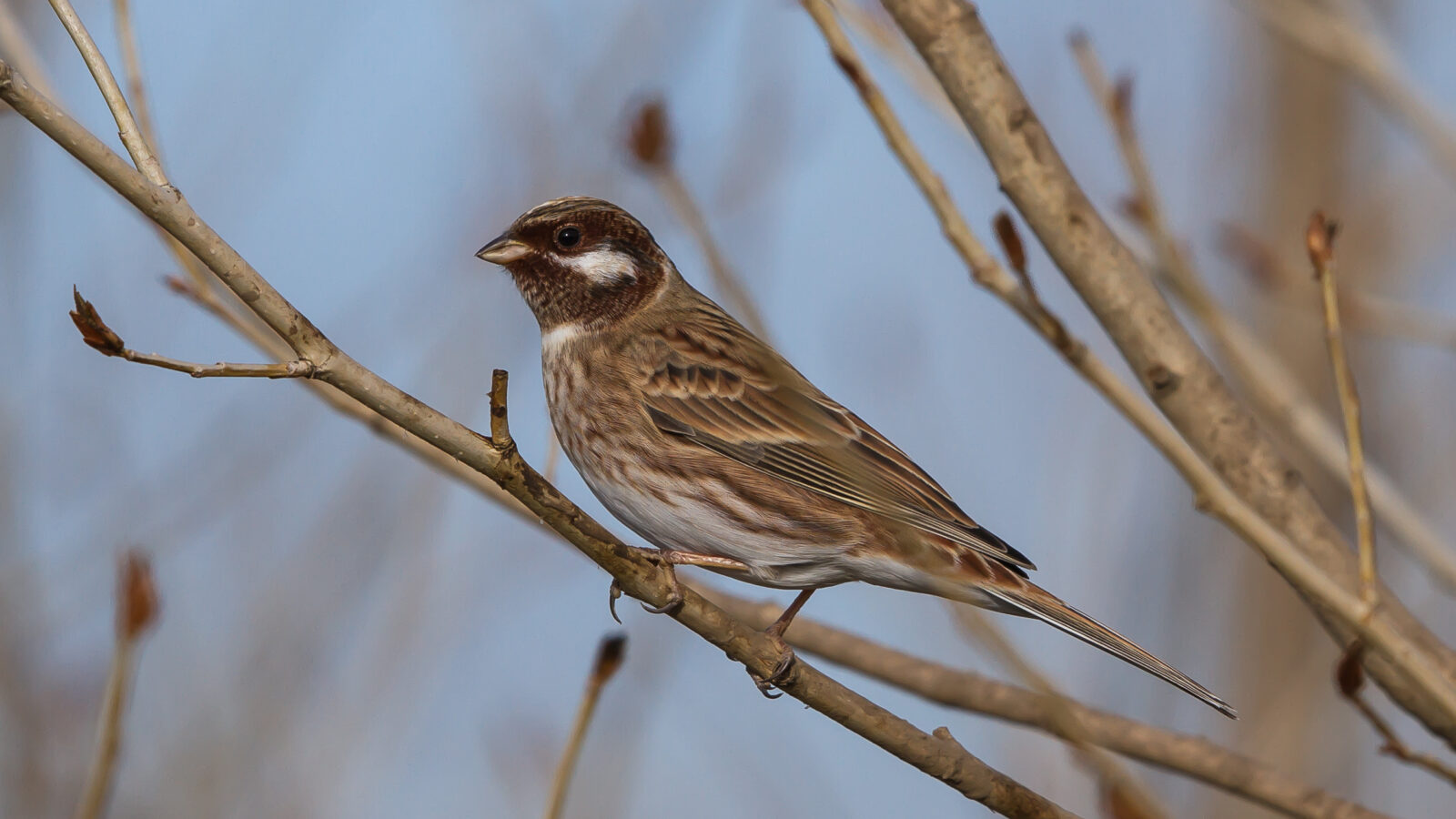 Pine Bunting