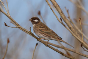 Pine Bunting