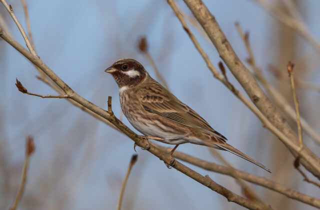 Pine Bunting