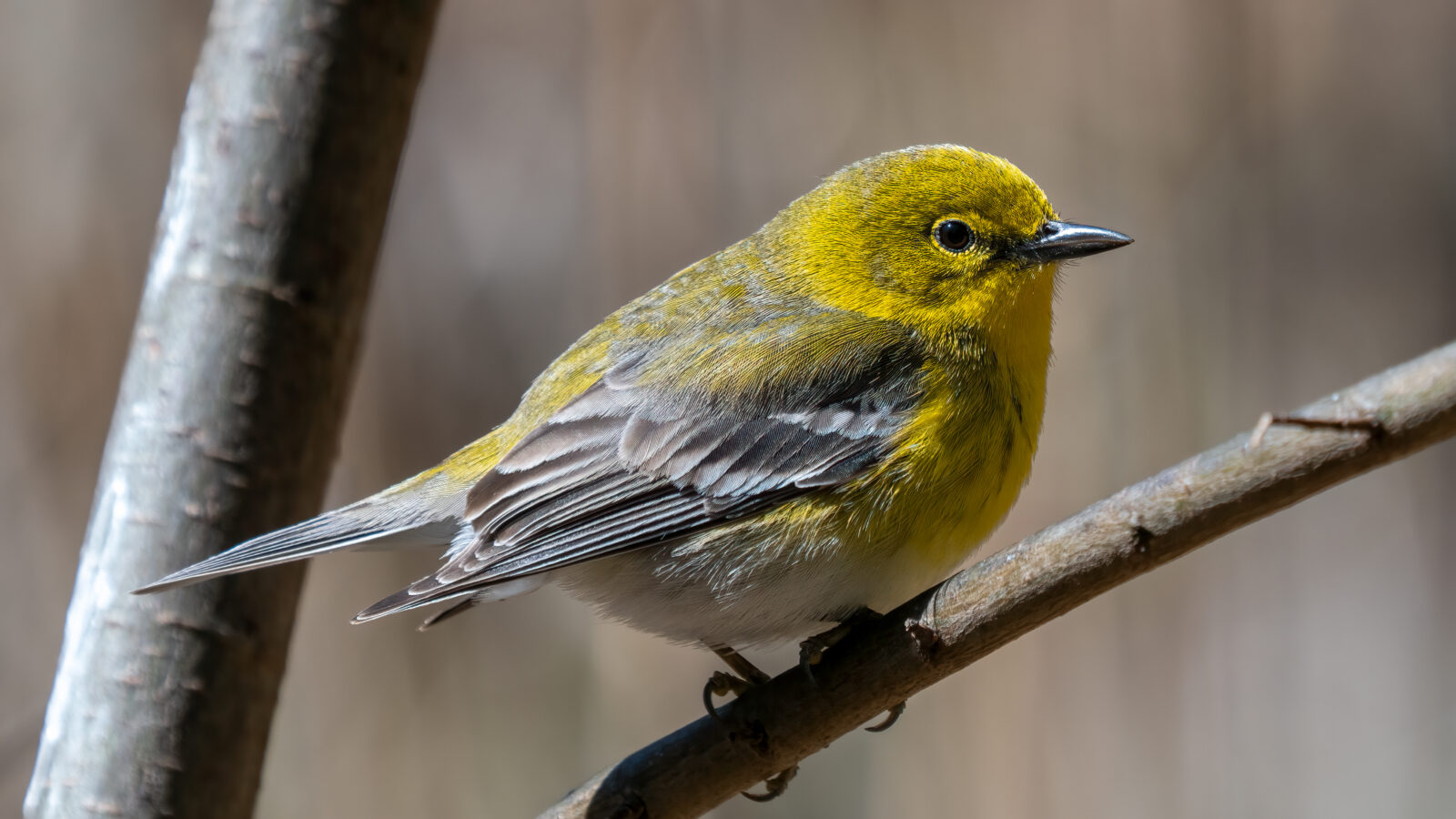 Pine Warbler