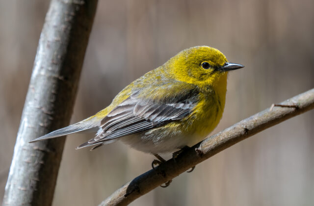Pine Warbler