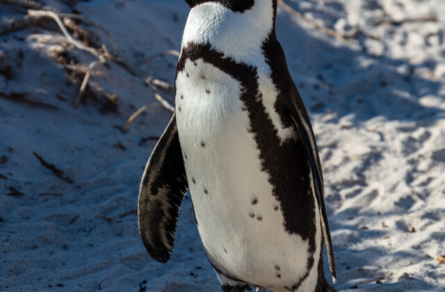African Penguin